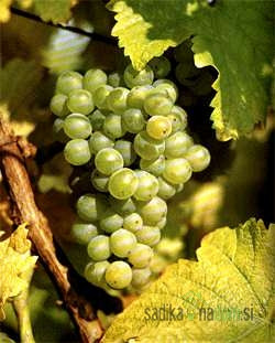 Loza Rajnski rizling