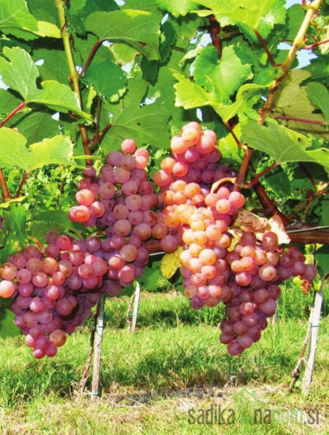 Loza Traminac mirisavi