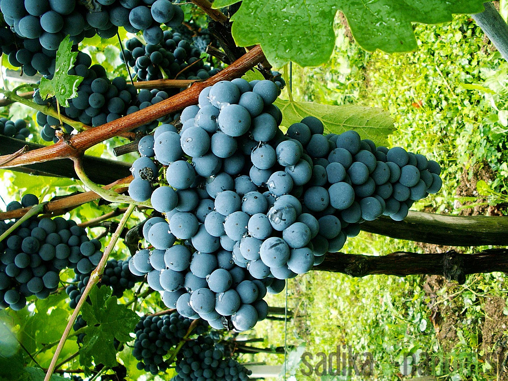 Loza Žametna črnina