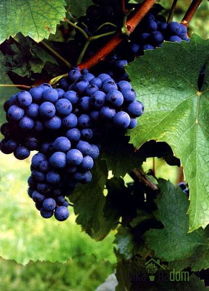 Loza Plava frankovka