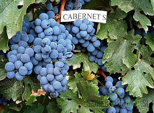 Loza Cabernet Sauvignon