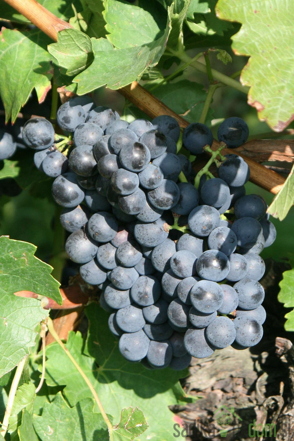 Loza Portugalka