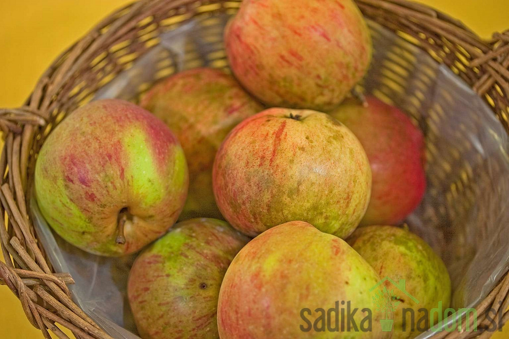 Jabuka Krivopeteljka