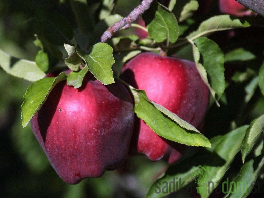 Jabuka Crveni delišes (Red Chief - Camspur)