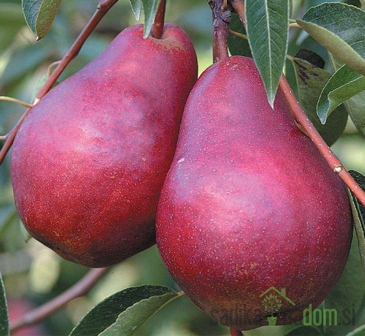 Kruška Crvena Viljamovka