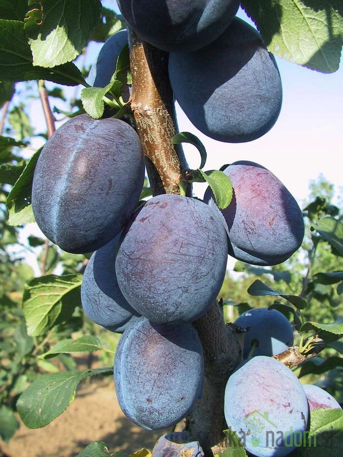 Šljiva Čačanska najbolja