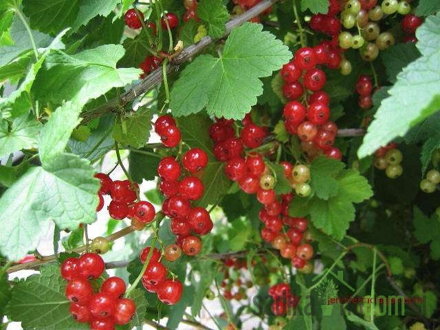 Crveni ribiz Jeniffer