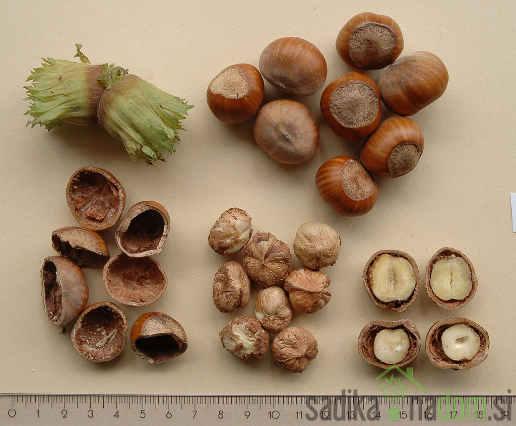 Lijeska Istarska okrugloplodna