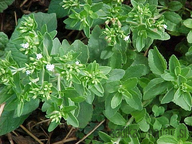 Mirisna biljka Stevija