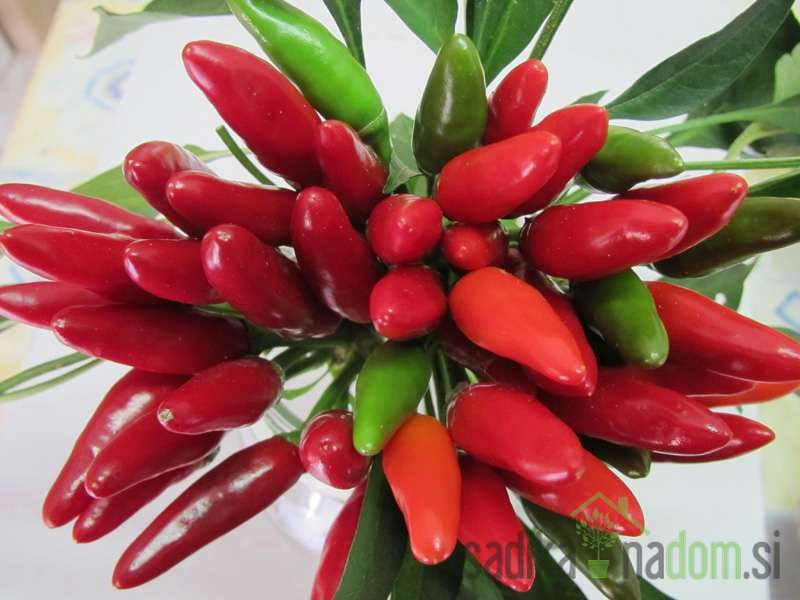 Feferon čili A Mazzetti (kajenski papar)