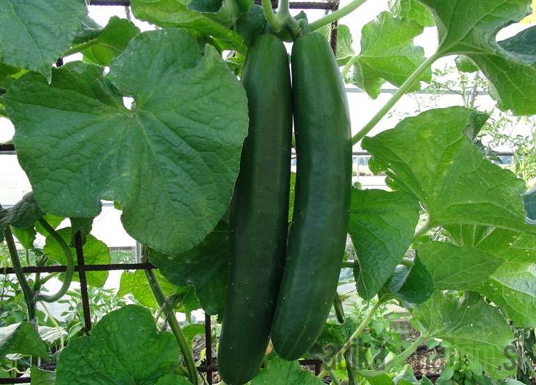 Krastavci Tasty King