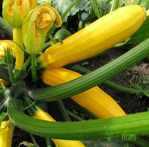 Tikvica Golden Zucchini