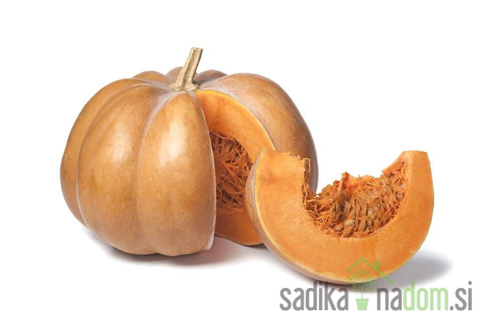 Tikvica muškatna Muscade De Provence
