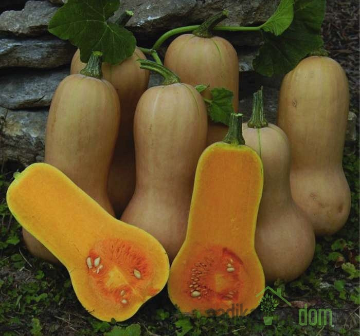 Tikvica maslenka Waltham