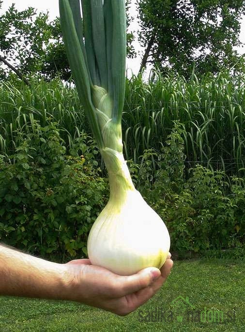 Luk smeđa Exhibition