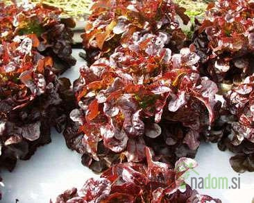 Salata hrastov list Gourmandine