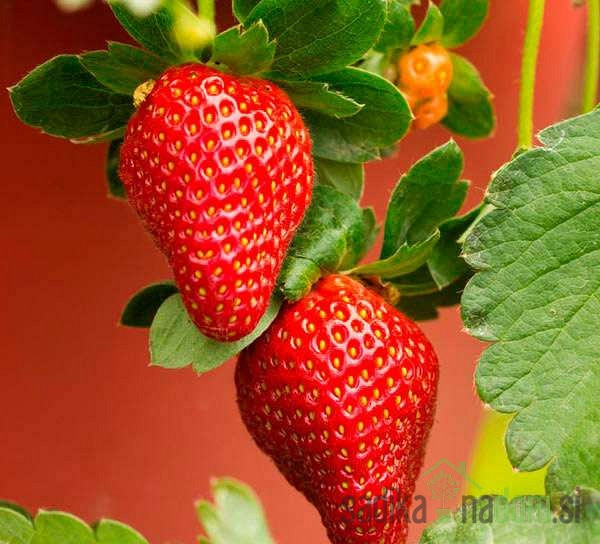 Jagoda višerodna Albion - VIŠERODNA