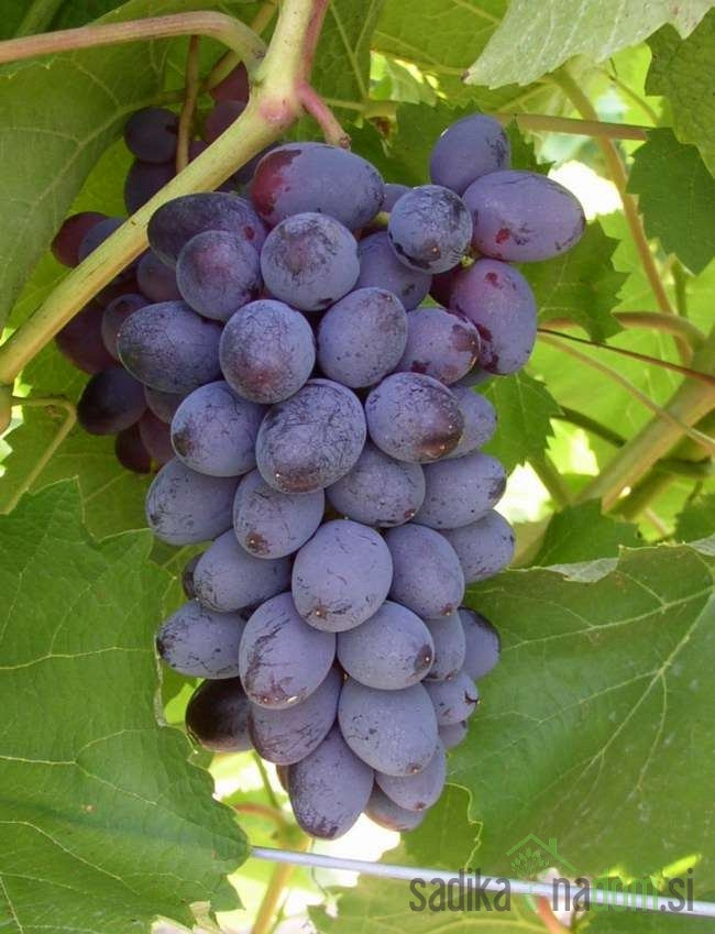 Loza Jupiter / bez koštica