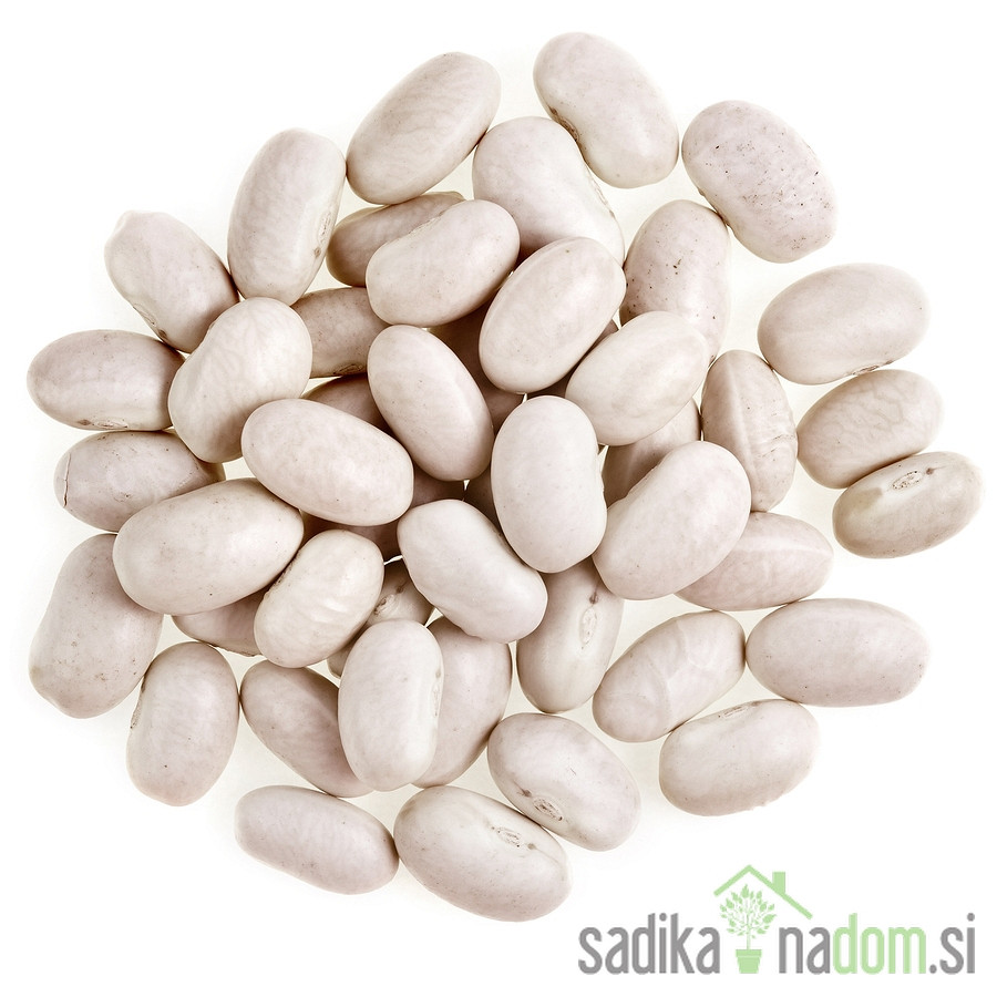 Sjeme Grah Tetovac Kiro