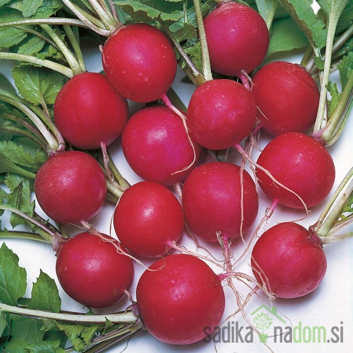 Sjeme BIO Rotkvica Saxa