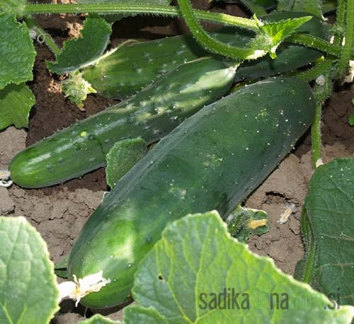 Sjeme BIO Krastavac Sunčani potok / Marketmore