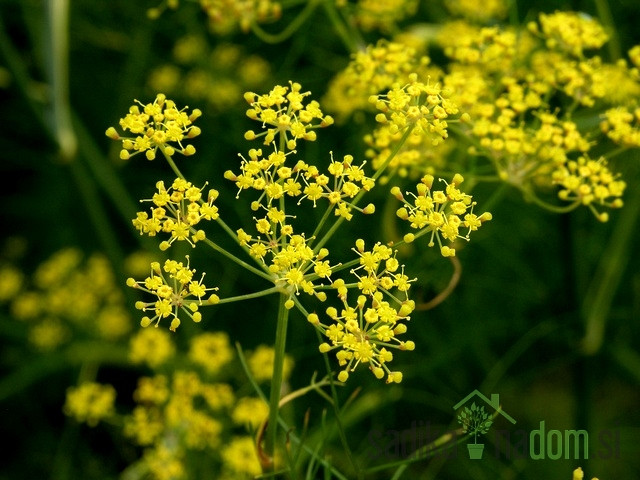 Aromatično bilje komorač / slatki komorač 