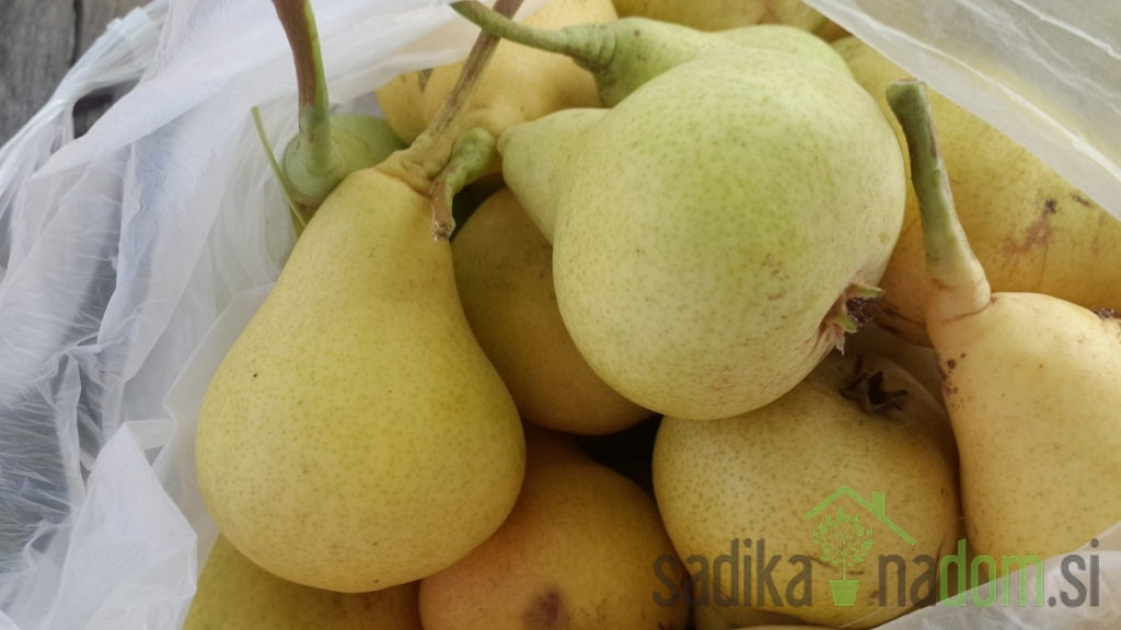Kruška Tikvica Nagovik