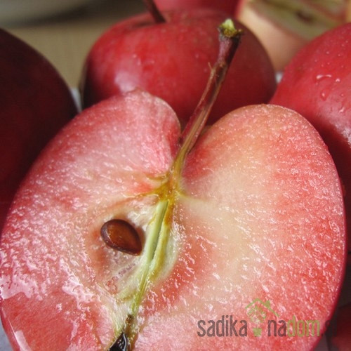 Jabuka Amaty - CRVENOMESNATA