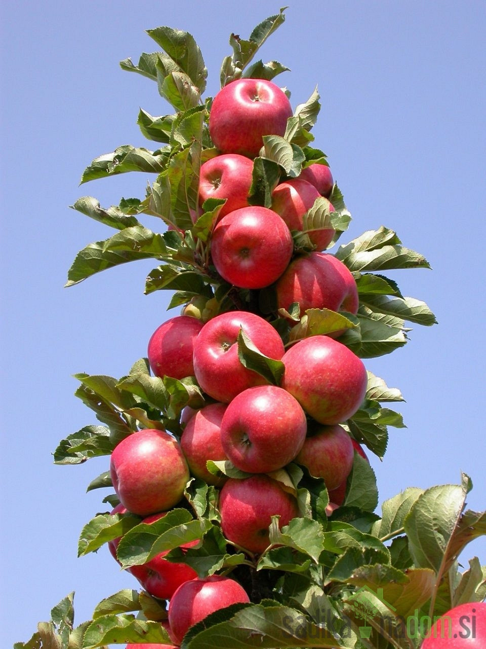 Stupolika jabuka Rondo