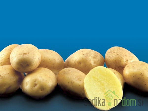 sjemenski krumpir Artemis