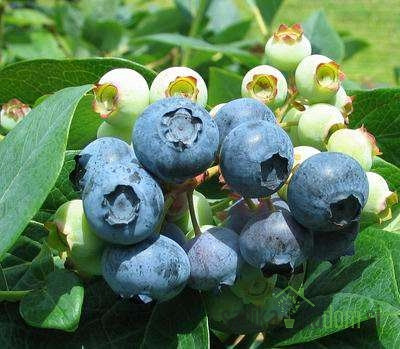 Američka borovnica Legacy