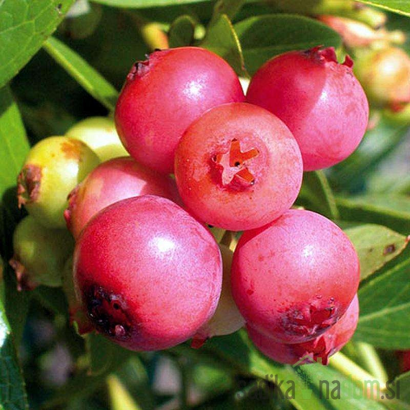 Američka borovnica Pink Lemonade