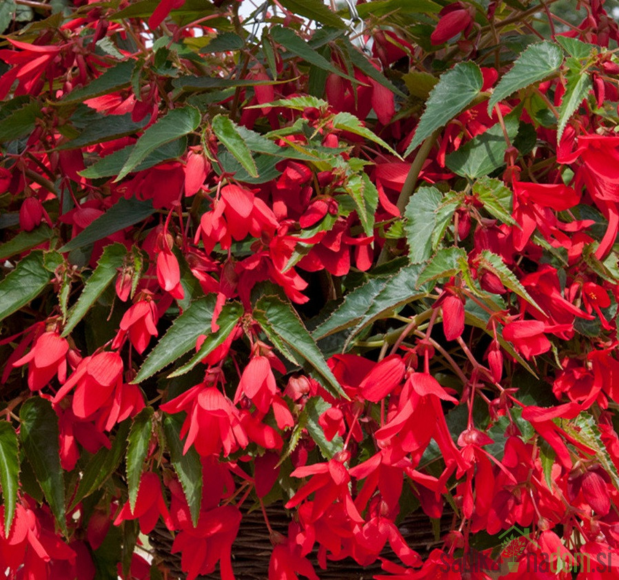 Bolivijska begonija (begonia boliviensis)