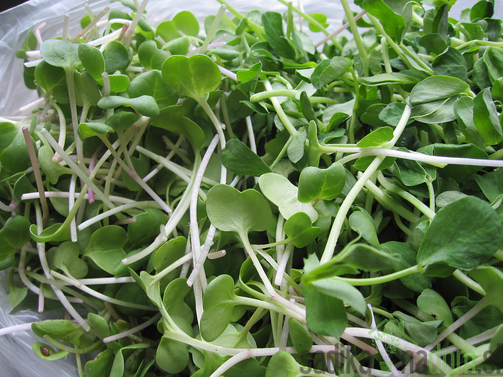 Sjeme BIO Klice Rotkva Daikon