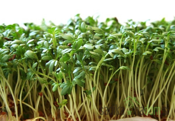 Sjeme BIO  Potočarka / Vodena kreša