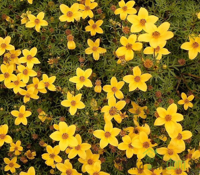 Bidens (Bidens ferulifolia)