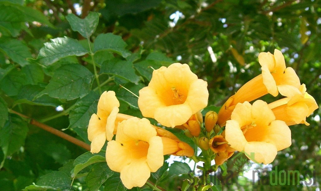 Trubasti jasmin Flava (Campsis Radicans)