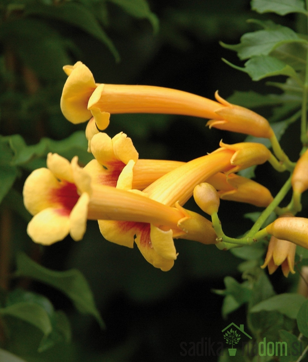 Trubasti jasmin Judy (Campsis Radicans)