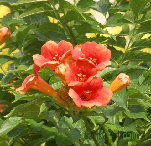 Trubasti jasmin Ursynow (Campsis Radicans)