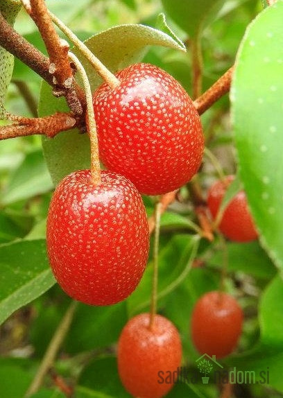 Mnogocvijetna dafina Pointilla