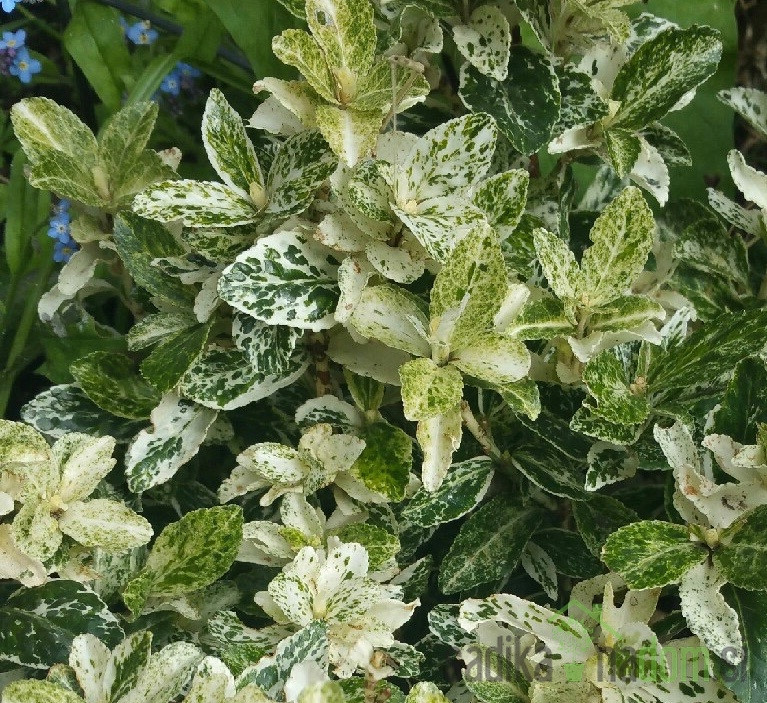 Fortuneova kurika  Harlequin (Euonymus fortunei)