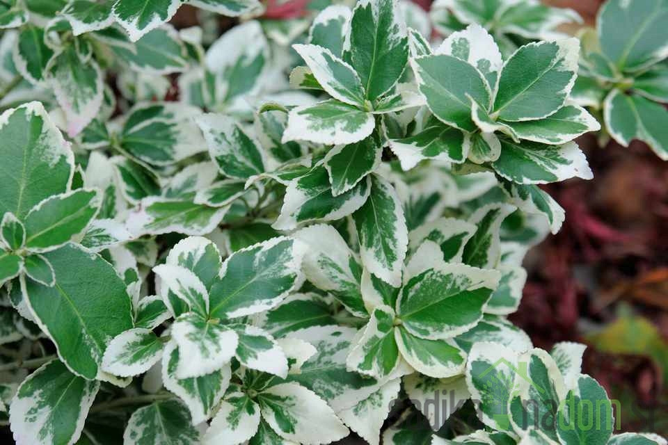 Fortuneova kurika Silver Queent (Euonymus fortunei)