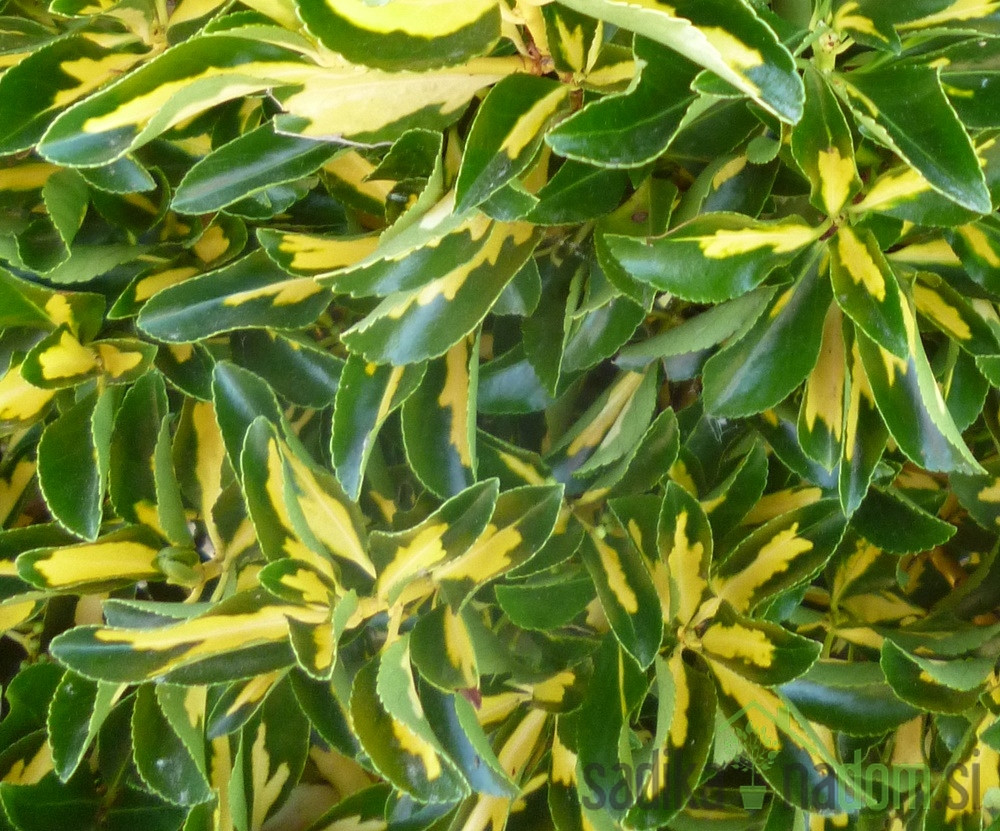 Fortuneova kurika Sunspot (Euonymus fortunei)