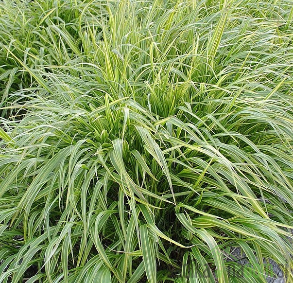 Ukrasna japanska trava Albostriata (hakonechloa macra)