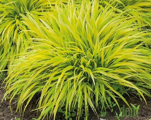 Ukrasna japanska trava (hakonechloa macra)