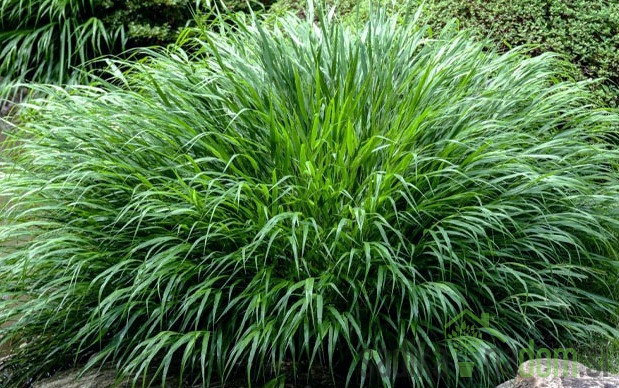 Ukrasna japanska trava Greenhills (hakonechloa macra)