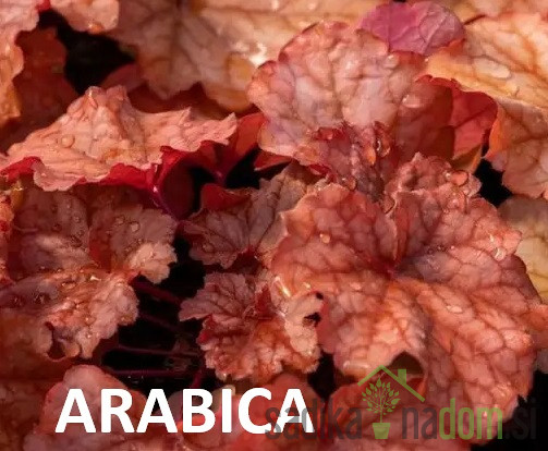 Heuchera Arabica (Heuchera world caffe) 