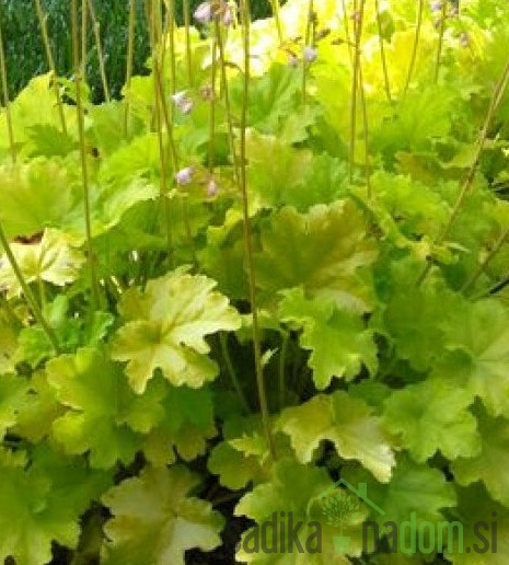 Heuchera Lime Americano (Heuchera world caffe) 