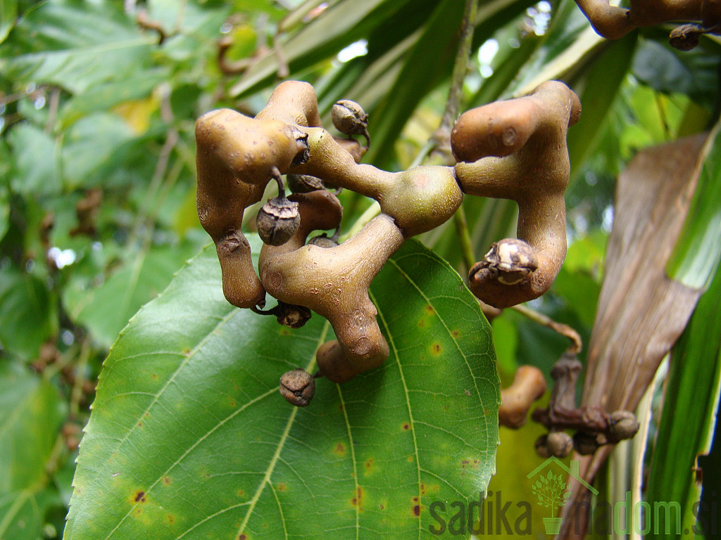 Hovenia dulcis - Bonbon drvo / japansko grožđica stablo