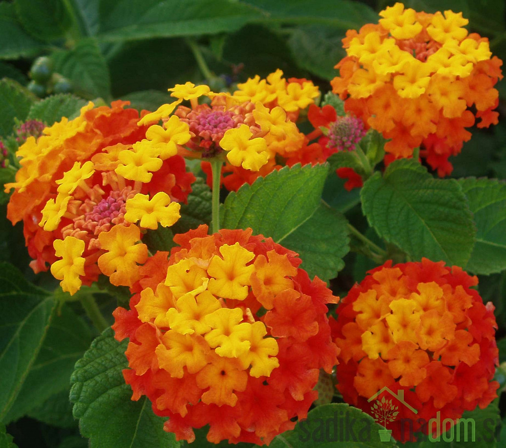 Lantana (Lantana sp.)